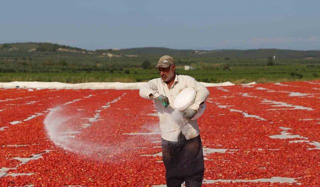 Tarlalarda Domates Kurutma Zamanı: Renkli Görsel Şölen
