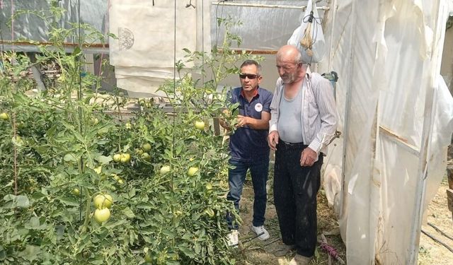 Tavşanlı’da seralarda hastalığa karşı önlem alındı