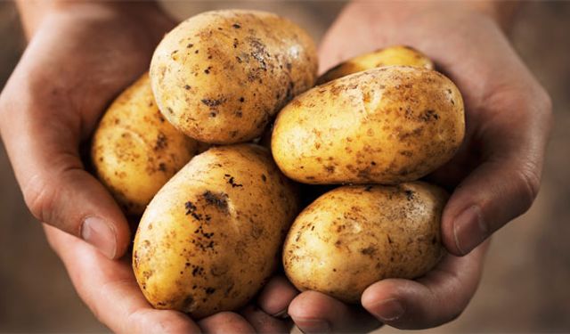 Üretici 2 saatte 20 ton patatesi ücretsiz dağıttı