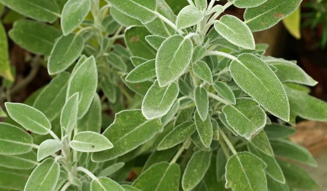 Adaçayıyla Metabolizmayı Uçurun: Şişkinliğe Elveda, Zindeliğe Merhaba
