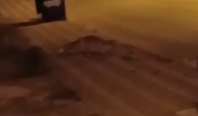 Tilki Yiyecek Ararken Sokak Kedisinin Hedefi Oldu