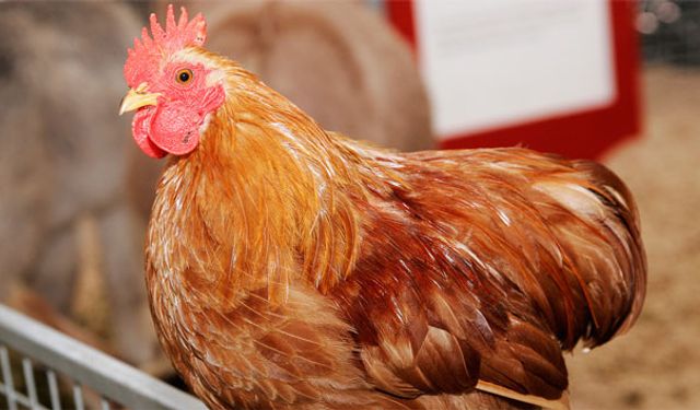 Tavuk üretiminde düşüş oranı açıklandı