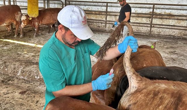 Kütahya'da Bulaşıcı Hastalıklara Karşı Önlem: İthal Hayvanlar Denetlendi