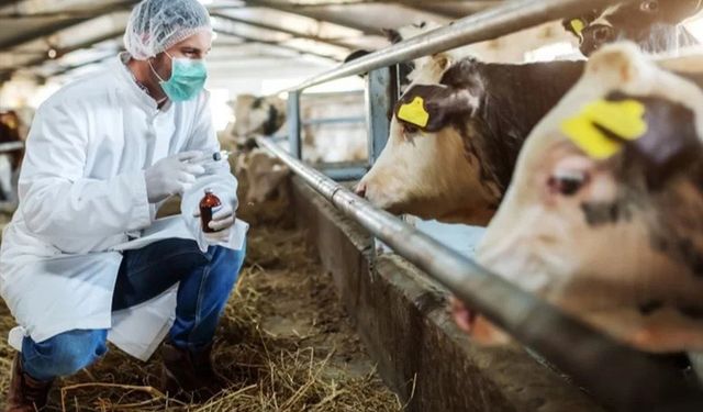 Kütahya’da Zoonoz Alarmı: Kuduz ve Brusella Tehlikesi