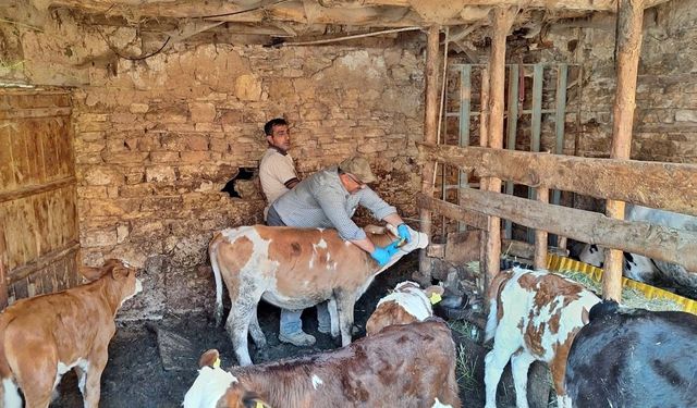Kayı Köyü’nde Hayvan Sağlığı İçin Aşılama Başladı