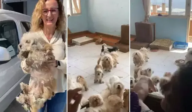 Köpekleri Kafeslerde Saklayan Kadına Yine Ceza