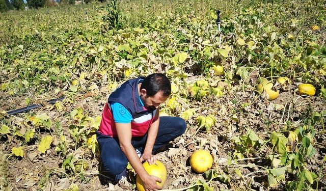 Çavdarhisar’da Kabak Tarlalarında Hastalık ve Zararlılara Karşı Sıkı Takip