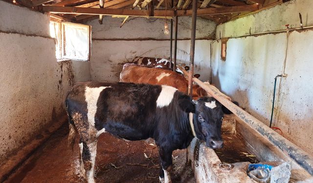 Hisarcık’ta hayvan hareketleri durduruldu