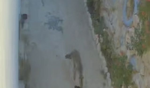 Kameraya yakalandı: Tilki ayakkabıları götürdü