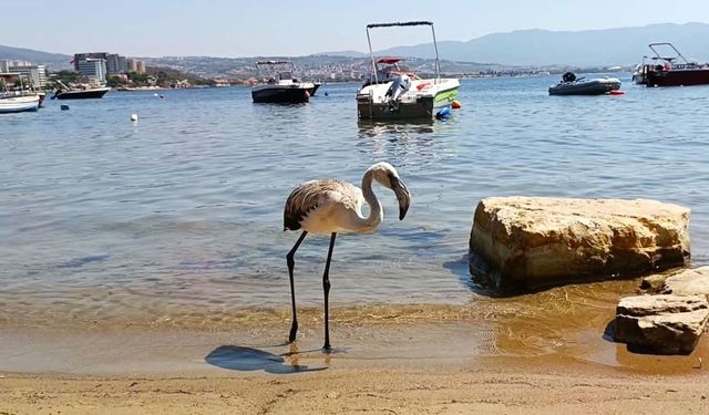 Korumaya alınan yavru leylek doğaya salındı