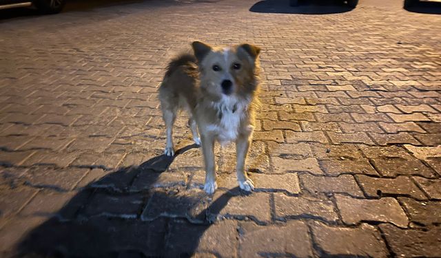 Sahiplendiği Köpek Sayesinde Hayata Tutundu