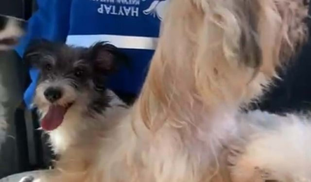 Şikayet Üzerine 20 Köpek Tahliye Edildi