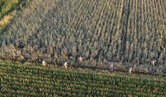 Tarla kenevir bahçesi çıktı