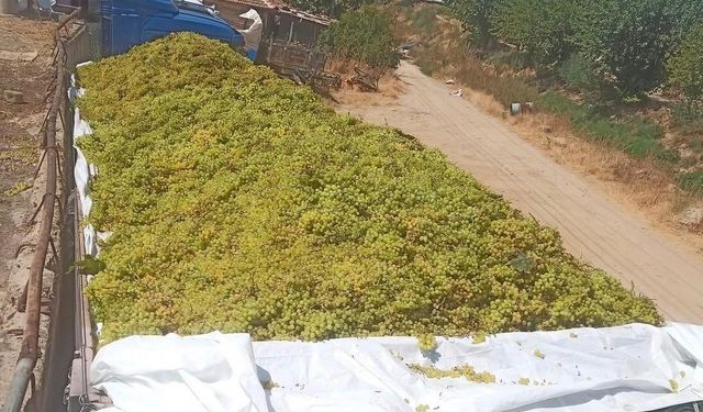 Bağlarda bereket: Sarıgöl’de üzüm alımları sürüyor