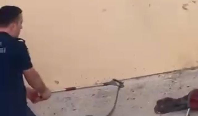 Bahçeye Giren Yılan Korku Dolu Anlar Yaşattı