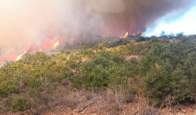 Kepsut’ta orman yangını başladı