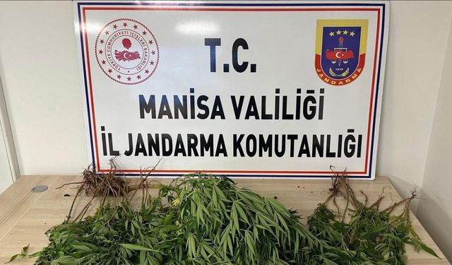 Manisa’da Kenevir Operasyonu: Şüpheli Tutuklandı