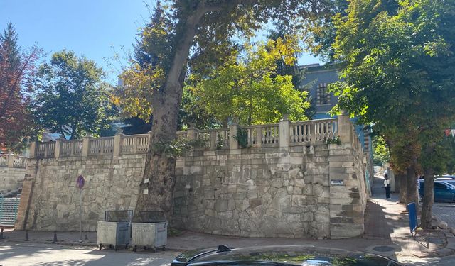 Kütahya'nın sessiz tanığı 365 yıllık ağaç görkemiyle büyülüyor