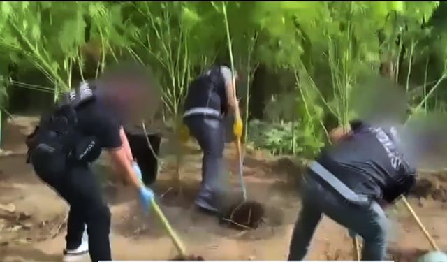 Ev bahçesini zehir yuvasına çevirdiler