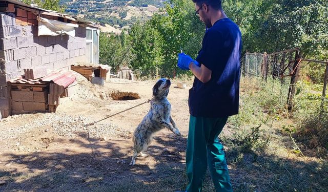 Gaipler Köyü’nde Köpeklere Dijital Kimlik ve Kuduz Aşısı Uygulaması