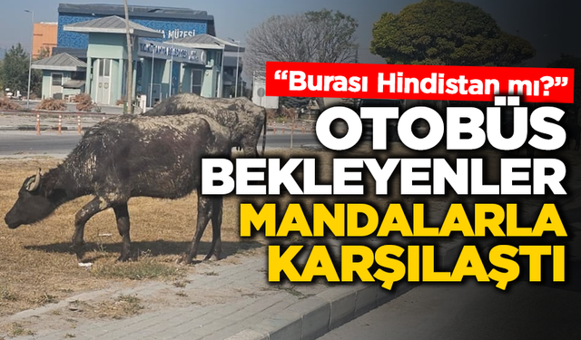 Kütahya Otogarında Mandalar Şaşkınlık Yarattı: “Hindistan’a mı Geldik?”