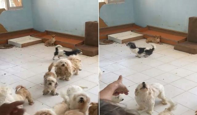 İzmir’de 20 Köpek Sağlıksız Evden Kurtarıldı: Sahibine 830 Bin TL Ceza