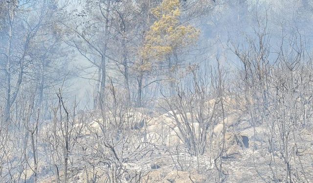 Trafodan çıkan alev ormanı yaktı