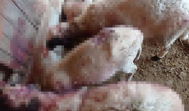 Ağıla kurt baskını ortada kuzu bırakmadı