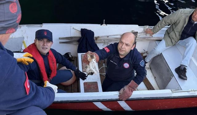Denize Düşen Minik Can İçin Seferberlik: Yavru Kedi Kurtarıldı