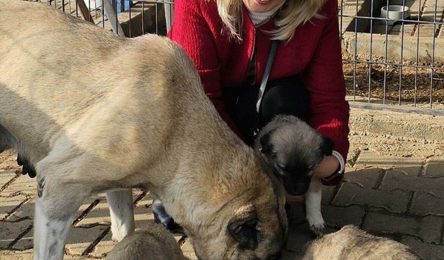 Emekli Öğretmenin Kaktüsleri Can Dostlarına Umut Oldu