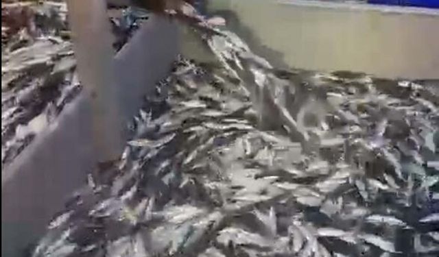 Hamsiye yurt içi ve yurt dışından gelen yoğun talebe yetişilemiyor