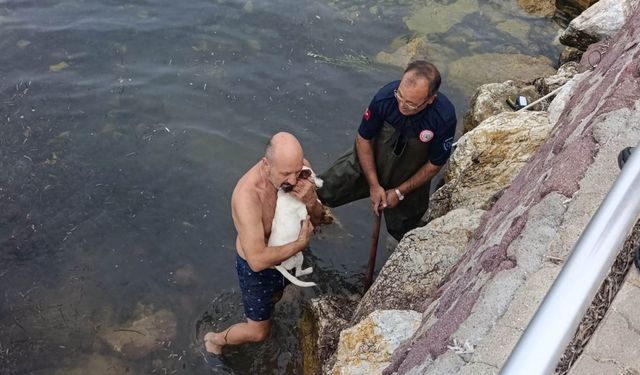 Deniz kenarında sıkışan köpek için kurtarma operasyonu