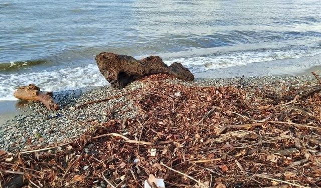 Edremit’te şiddetli lodos, sahili ağaç dalları ve yosunla doldurdu