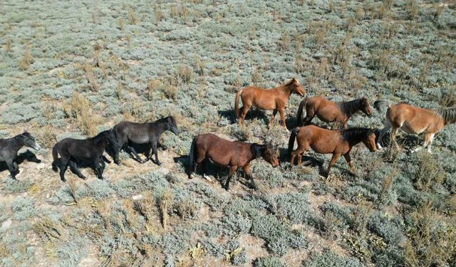 Yılkı atları yayladan köye indi
