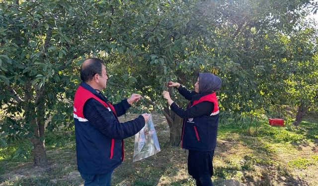 Zararlılara Karşı Önlem: Kiraz ve Vişnede Numune Toplandı