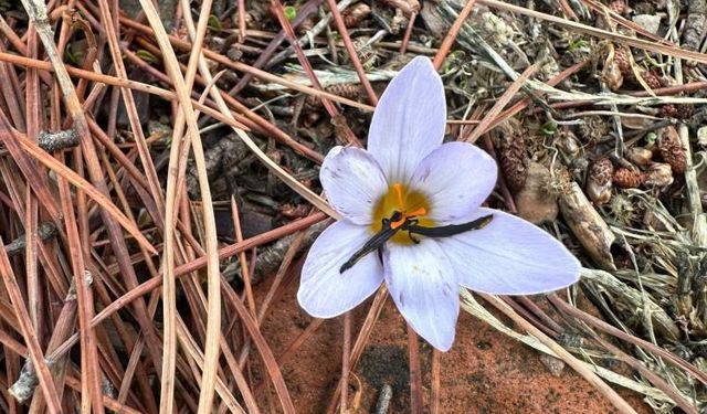 Bu çiçeği koparan yandı