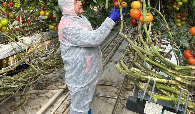 Domateslerde gizli tehlike: Virüs incelemesi yapıldı