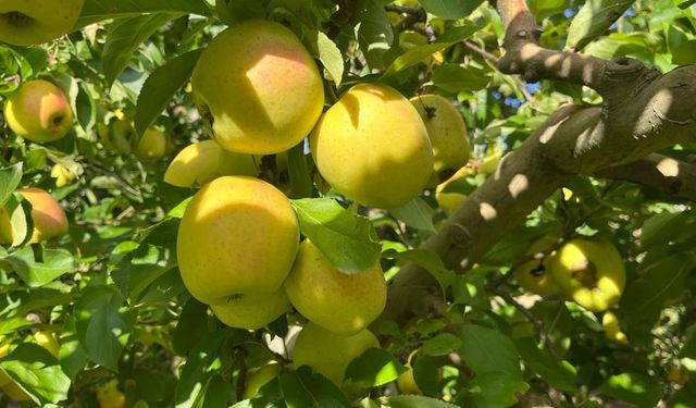 Elma hasadı çiftçilerin yüzünü güldürdü