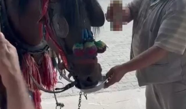 Düğünde fayton taşıyacak ata alkol içirdiler