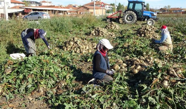 Kütahya'da çiftçilerin yüzü gülüyor: ''Kuraklığa rağmen verim iyi''