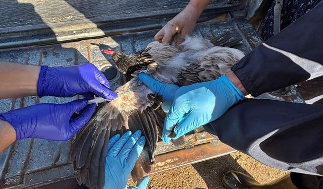 Kütahya’da Kuş Gribi Alarmı! Ekipler Köy Köy İncelemede