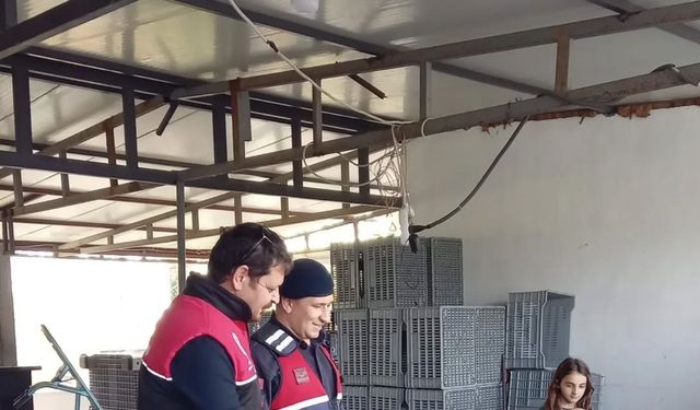 Zeytin Hırsızlığına Önlem: Ekipler Sahada Denetimde