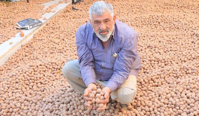 Ceviz üreterek yurtdışındaki maaşından fazlasını kazandı