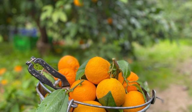 Lezzetiyle bilinen Havran mandalinasında hasat sürüyor