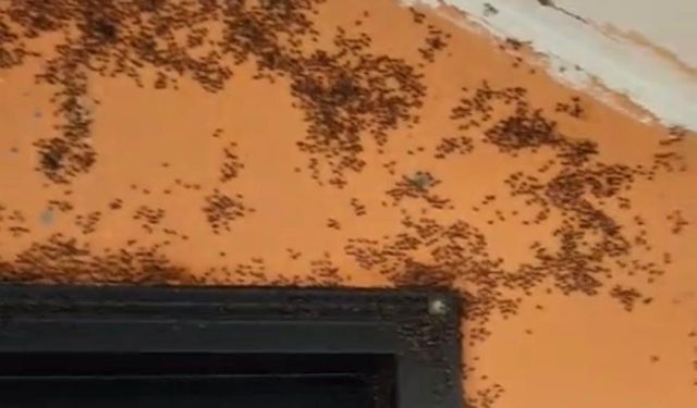 Kara sinekler köylüleri canından bezdirdi