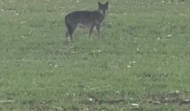 Kurtlar, köy merkezine indi