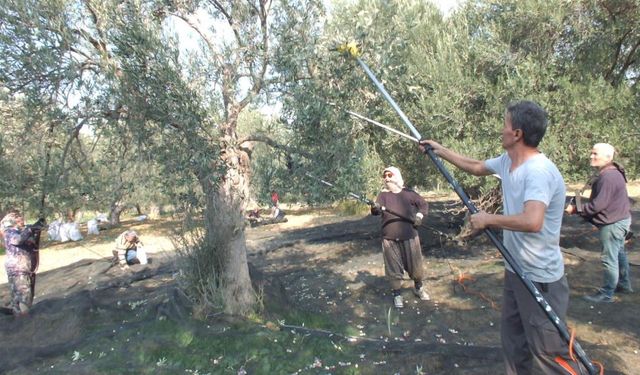 Makineli hasat zeytinde verimi büyütüyor, genç dalları koruyor