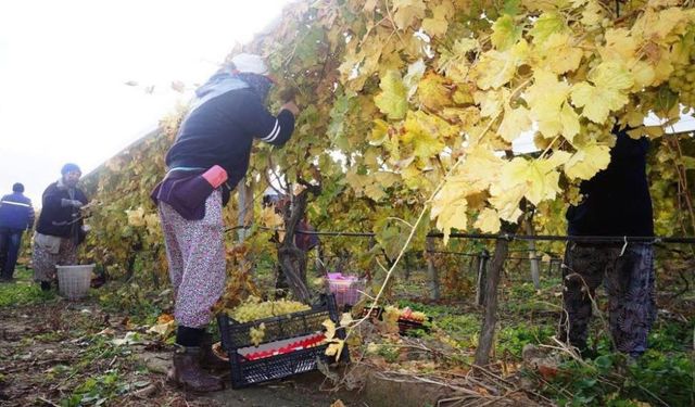Dünyaca ünlü üzüm 20 liradan alıcı buluyor