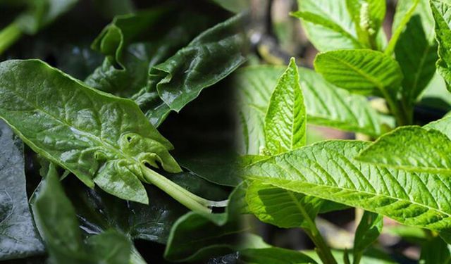 Kütahya'da kritik uyarı: Güzelavrat otunu ıspanakla karıştırmayın