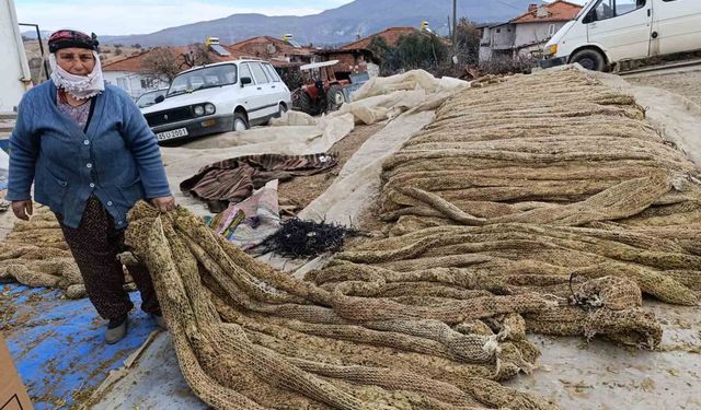 10 Aylık Emek Son Buldu: Selendi’de Tütünler Satışa Hazır